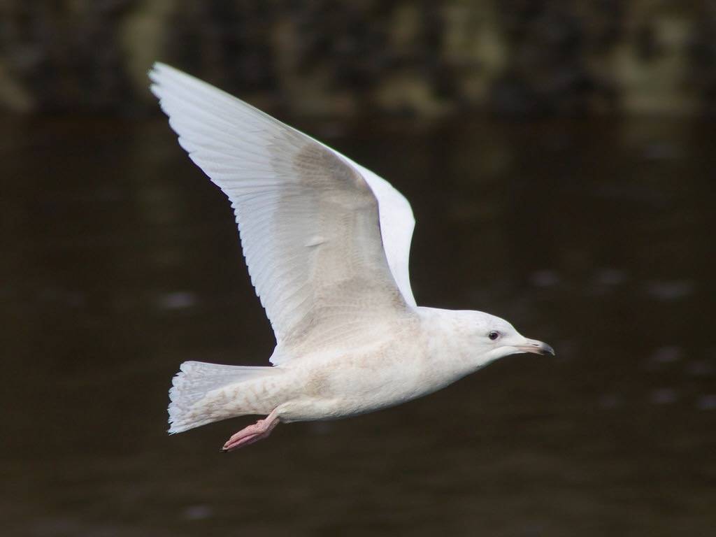Larus glaucoides (Iceland gull) by Leon van der Noll is licensed under CC BY-NC-ND 2.0.